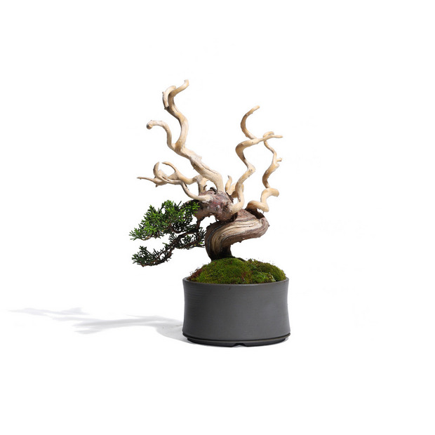 真柏 -Japanese Juniper- (推定樹齢30年)-M0012- 詳細画像